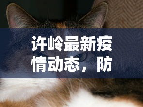 许岭最新疫情动态，防控成效显著，但仍需保持警惕