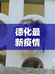 德化最新疫情动态，防控成效显著，但仍需保持警惕