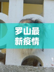 罗山最新疫情动态，防控成效显著，但仍需保持警惕