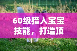 60级猎人宝宝技能，打造顶级宠物伙伴