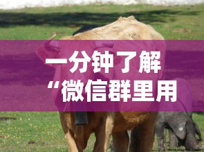 一分钟了解“微信群里用链接玩牛牛”获取 一分钟了解“微信群里用链接玩牛牛”获取